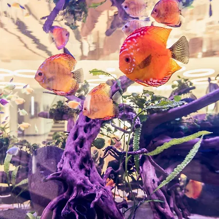 Villa Galleria-2